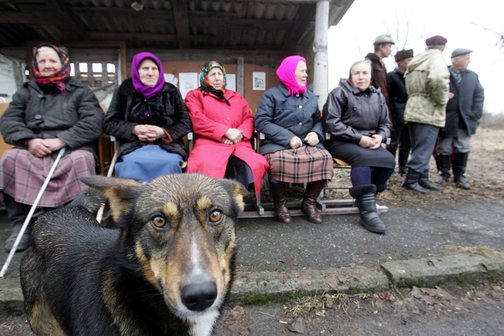 Chernobyl Sob o Olhar Canino: Cachorros Abandonados Revelam Segredos Chocantes da Radiação!