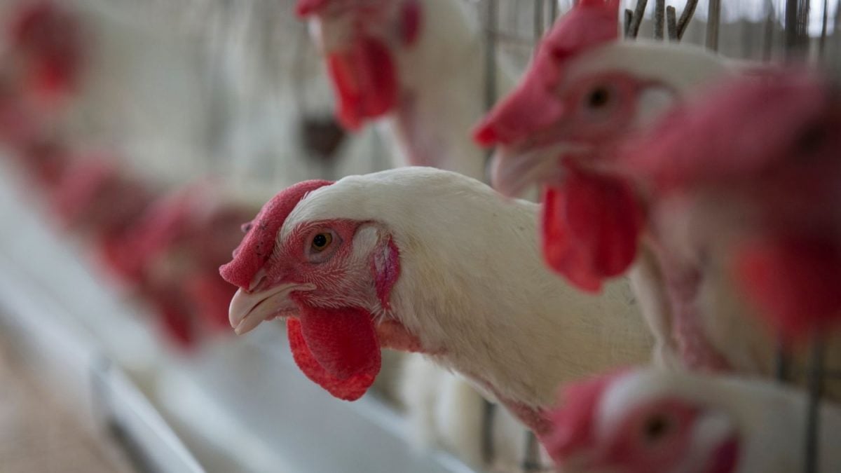 BRASIL EM ALERTA: GRIPE AVIÁRIA ATACA AVES SILVESTRES!
