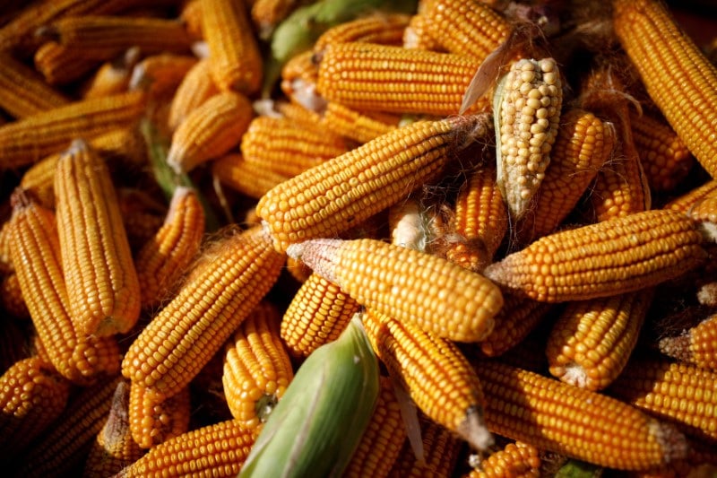URGENTE: Datagro Aumenta Previsão de SAFRAS CHOCANTES de Milho e Soja no Brasil!