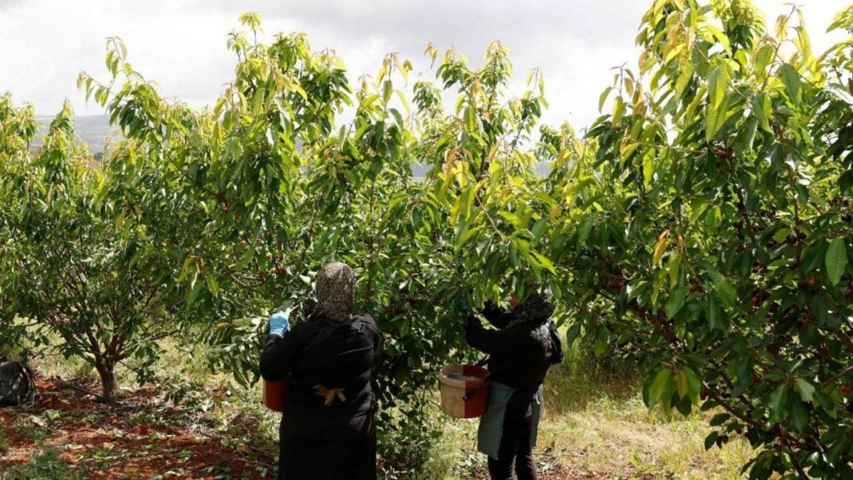 Gaza em RISCO: Menos de 5% das Terras Agrícolas São Cultiváveis!