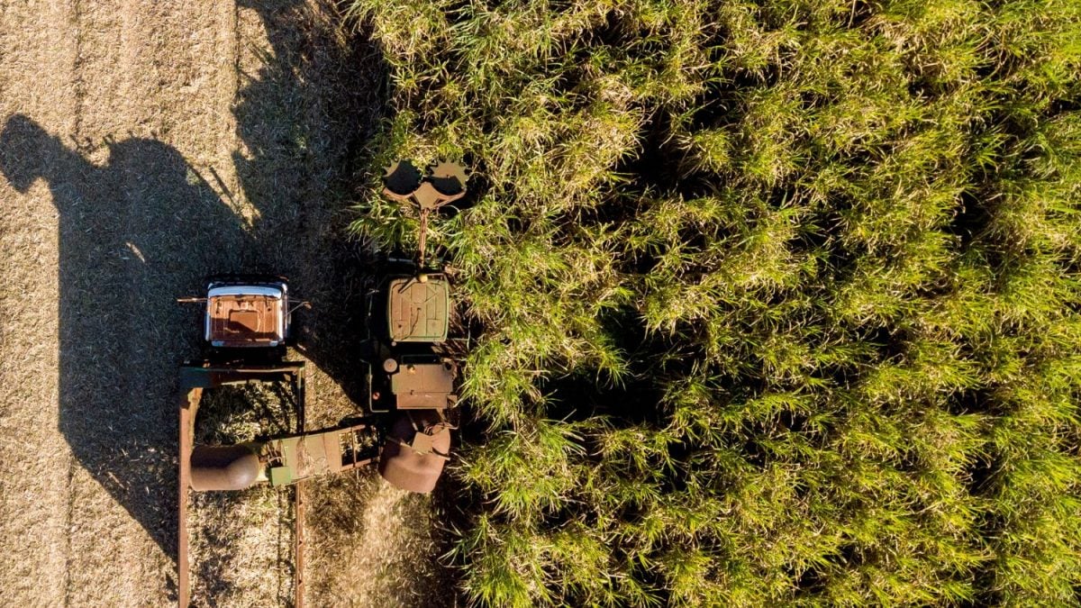 Colheita em Crise: Produtividade dos Canaviais do Centro-Sul despenca 16,6% em Abril!