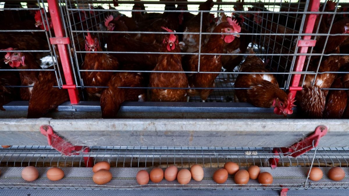 Alerta Vermelho: Frangos Brasileiros em Risco de Desaparecer no Exterior!