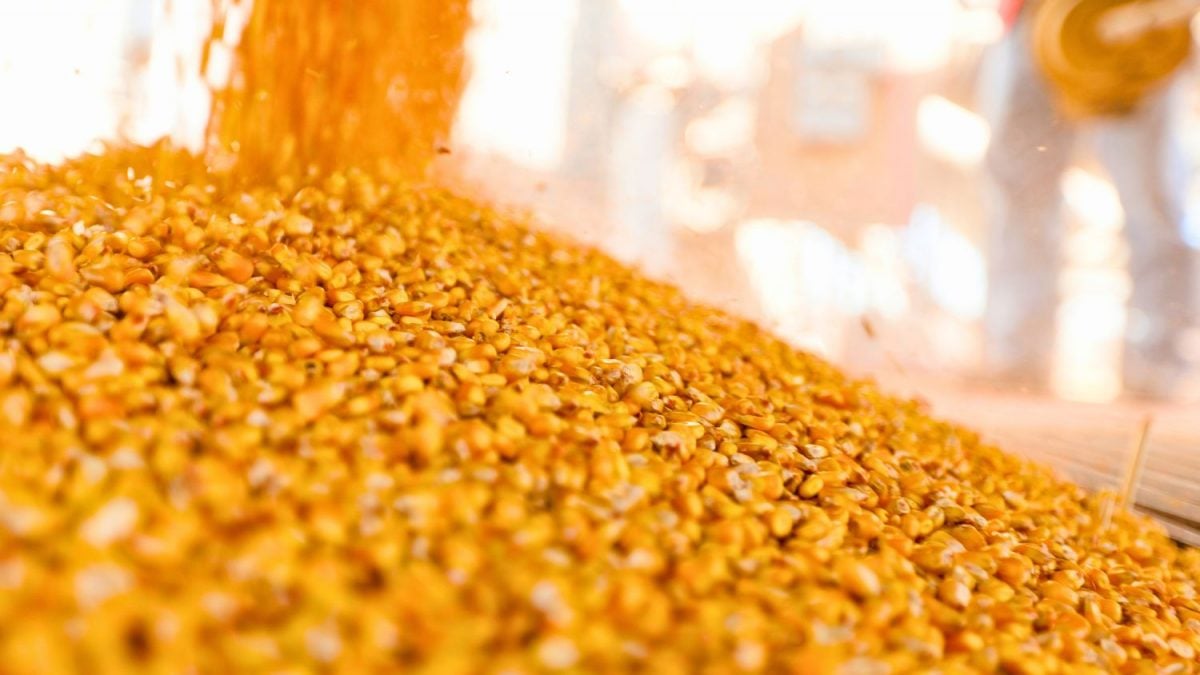 Brasil Surpreende e Libera Exportação de Farelo de Milho e Produtos Avícolas para a China!