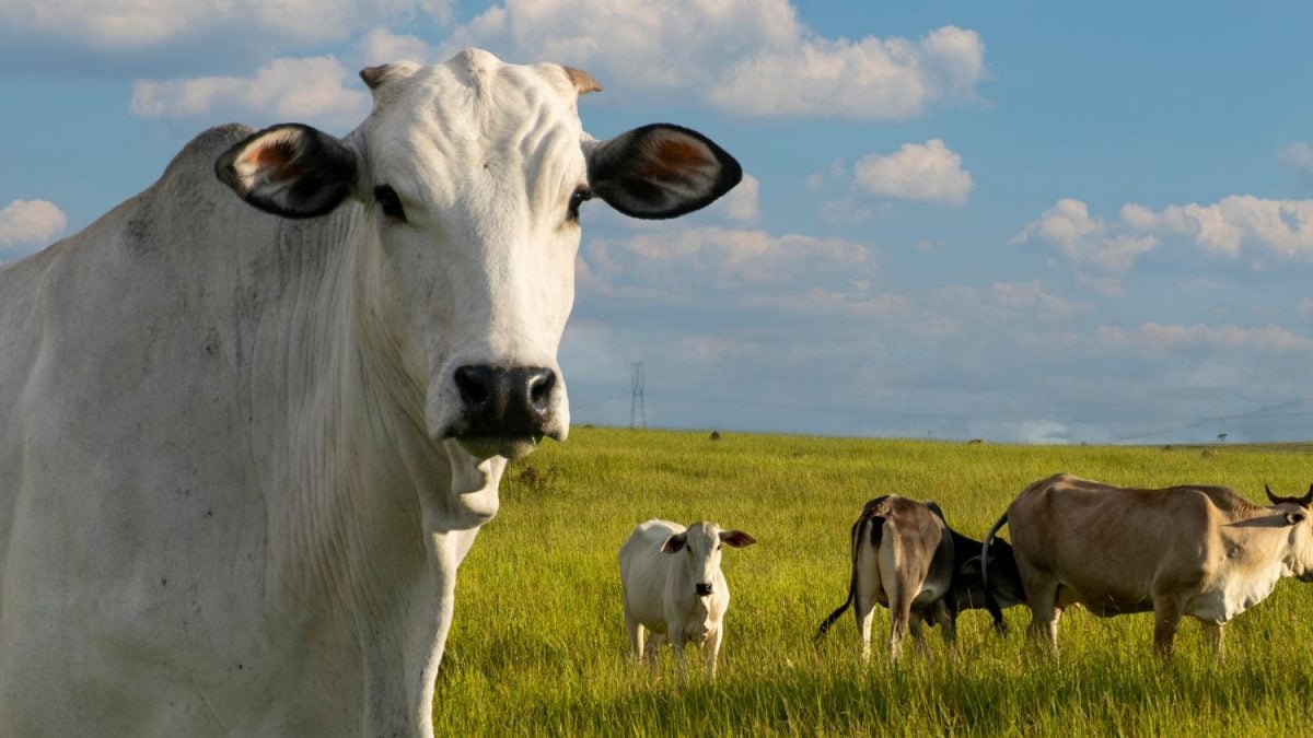 BRASIL: VITÓRIA CHOCANTE! PAÍS É DECLARADO LIVRE DE AFTOSA SEM VACINAÇÃO!