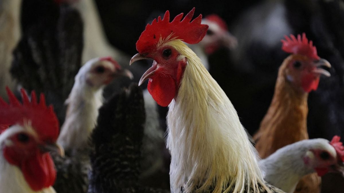 Cai a Exportação de Carne de Frango do Brasil: Alerta Vermelho!