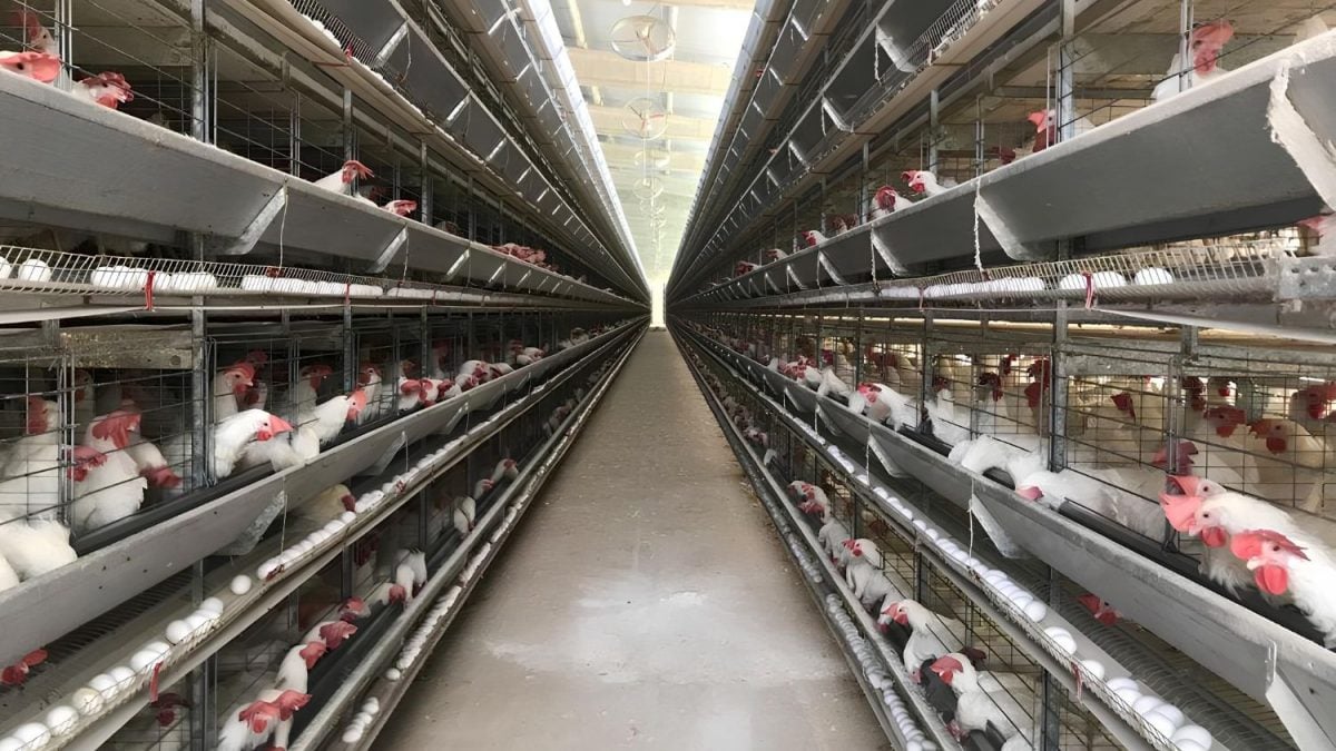 Chocante: Brasileiro Diz Não à Crueldade! Galinhas em Gaiolas são Rejeitadas!