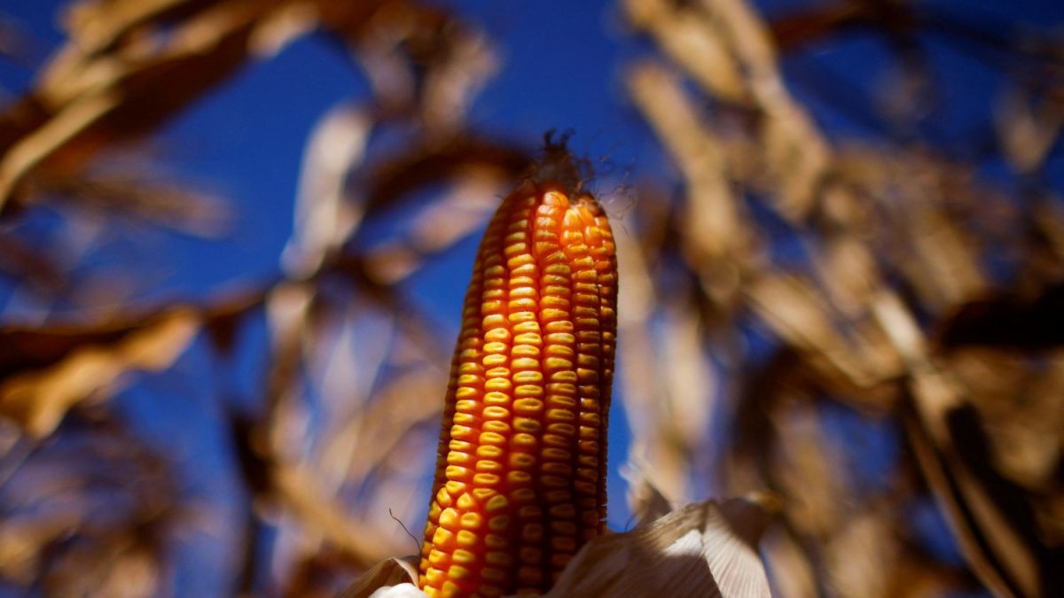 Brasil: Colheita de Milho Bate Recorde com 139 Milhões de Toneladas! Choque e Emoção!