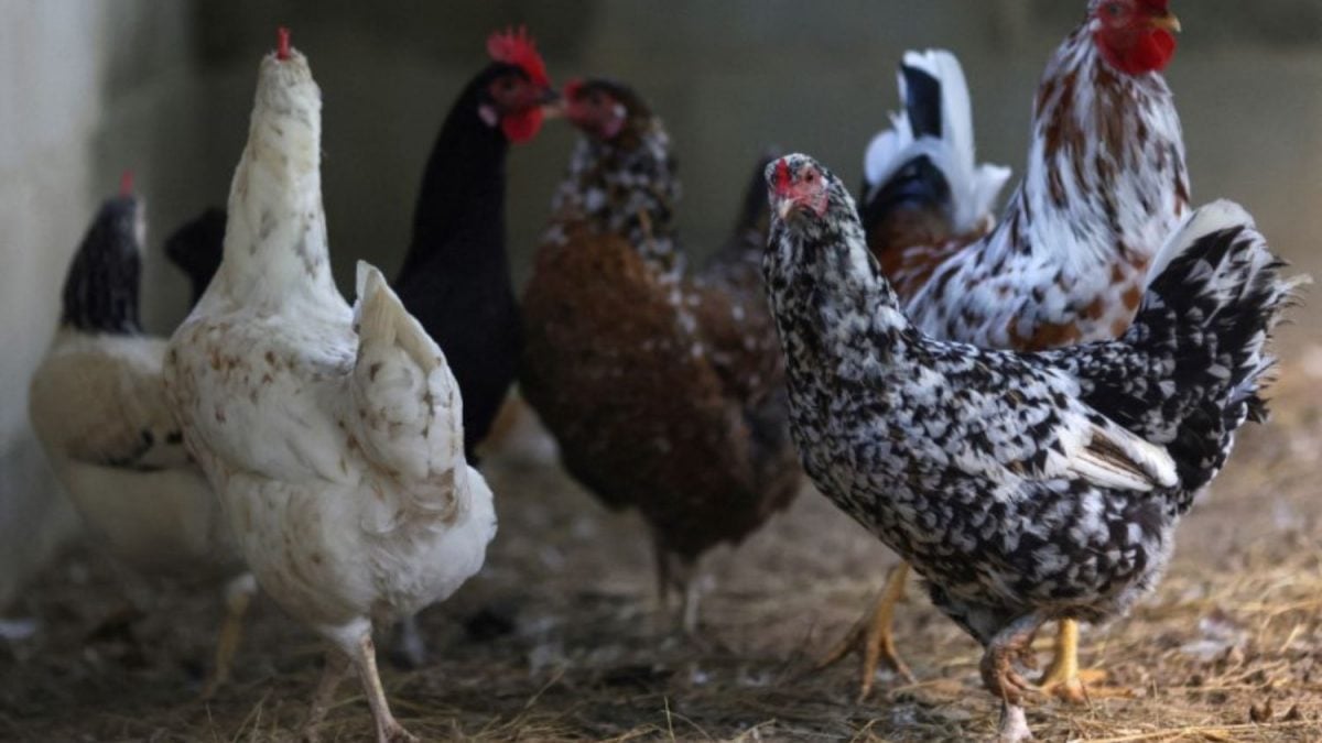ALERTA MUNDIAL: FRANGO BRASILEIRO BANIDO EM VÁRIAS NAÇÕES!