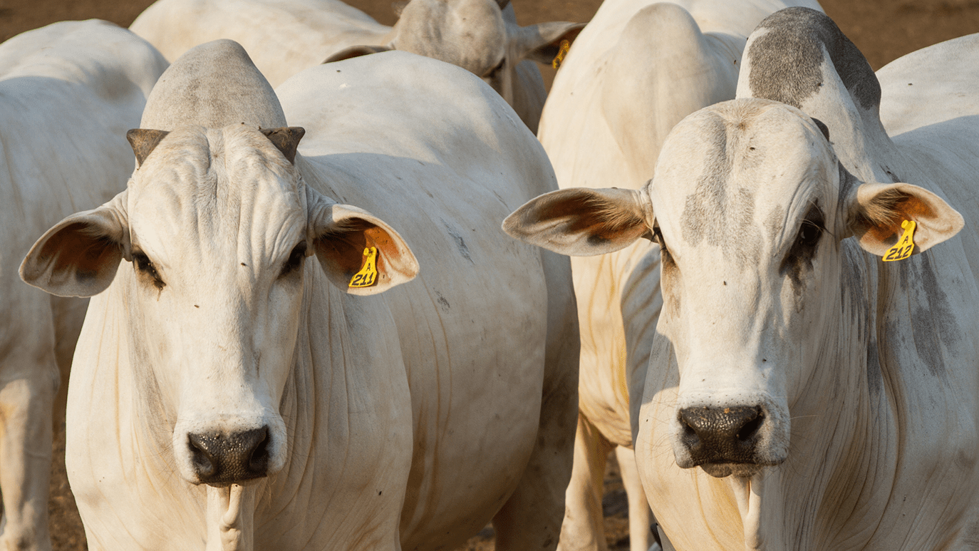 Marfrig Fatura R$ 88 Milhões no Primeiro Trimestre e Deixa o Mercado em Polvorosa!