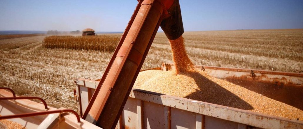 Paraná em Alerta: Colheita de Milho 2ª Safra Começa e Desafia Seca!