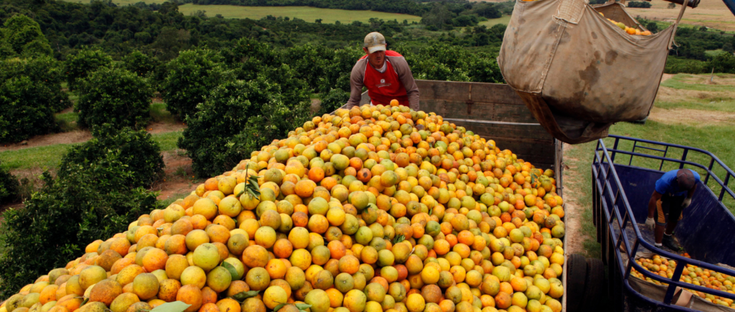 ALERTA MÁXIMO: Safra de Laranja em SP e MG EXPLODE com Crescimento de 36,2%!