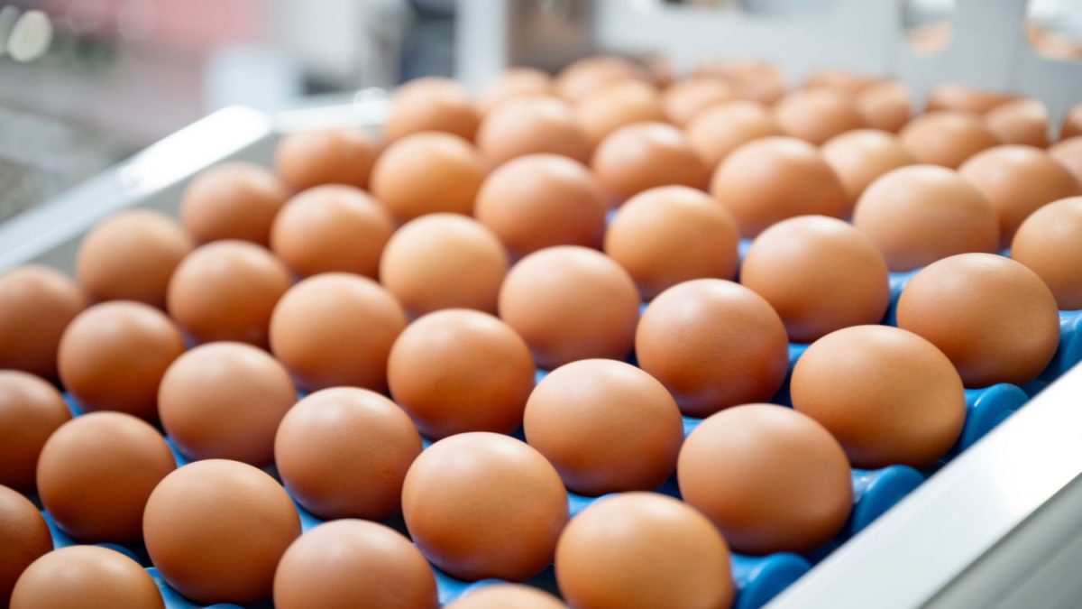 CHOCANTE: Global Eggs Adquire Granja Legaria na Espanha e Revoluciona o Mercado!