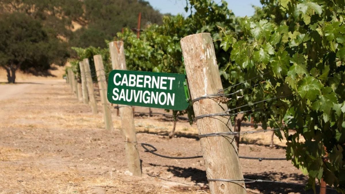 Descubra o Que Ninguém Te Contou Sobre o Cabernet-Sauvignon: A Verdade CHOCANTE!