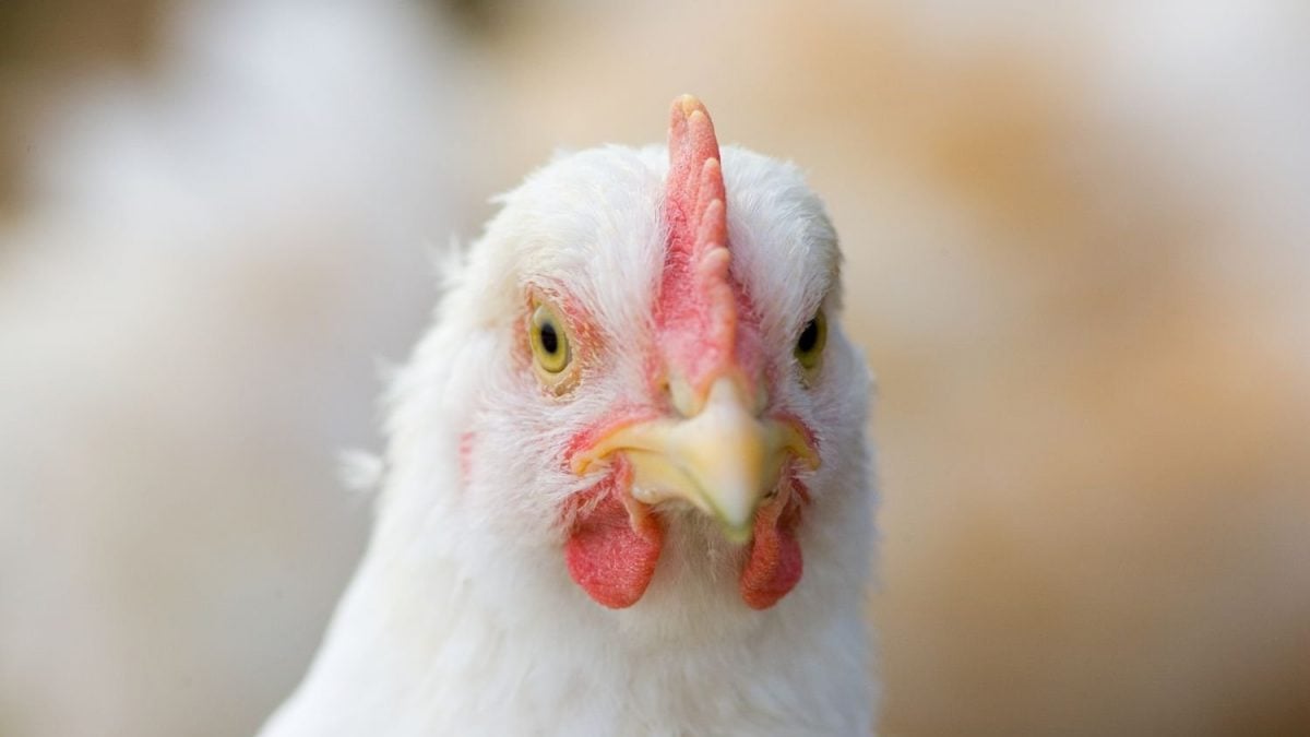 Segredos Bombásticos: Revelações Improváveis à Vista!