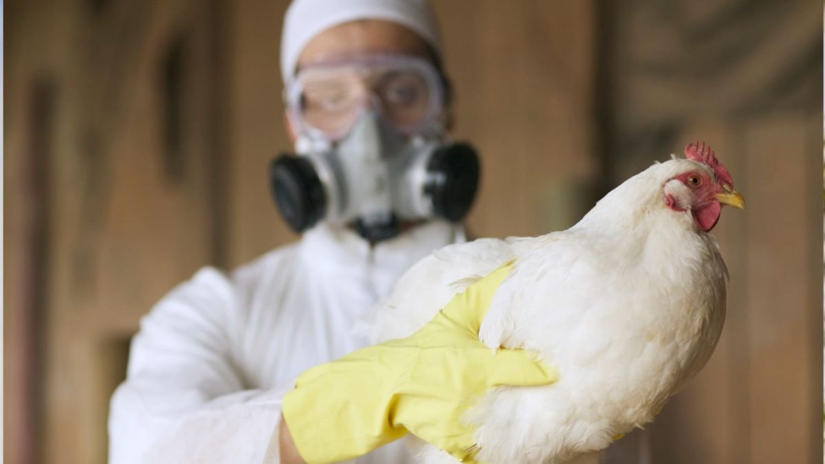 VACINAÇÃO CONTRA GRIPE AVIÁRIA: A SALVAÇÃO DO COMÉRCIO GLOBAL EM PERIGO!