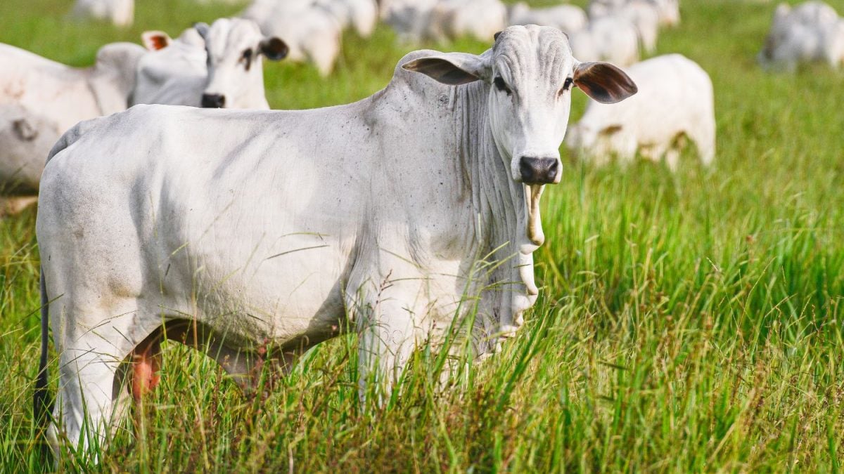 Choque no Campo: Pró-Genética e Sicoob Unem Forças para Revolucionar a Pecuária com Touros Melhoradores!