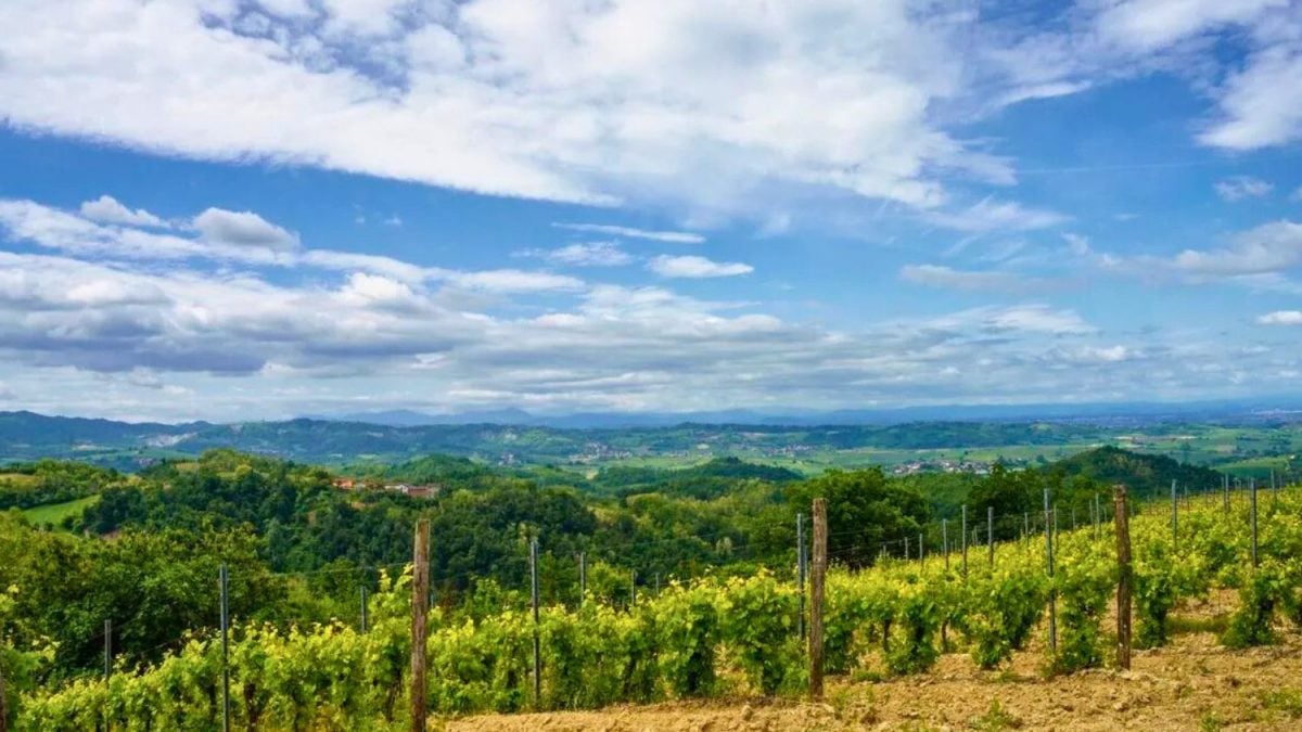 Timorasso: A Uva Italiana Quase Extinta que Está Revolucionando os Sabores!