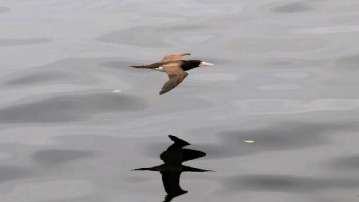 Alerta! Mistério Mortal: Aves Silvestres Caem em Zoológico do RS por Gripe Aviária!