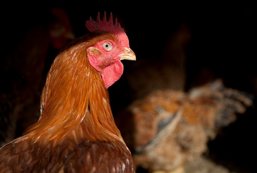 Brasil em Alerta: Países Podem Impor Embargos Por Gripe Aviária!