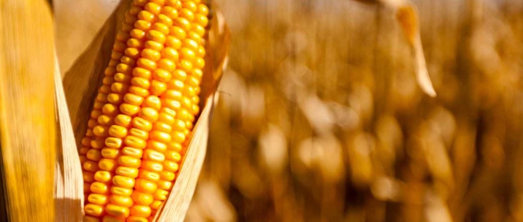 Choque na Agropecuária: Brasil Colhe Apenas 1% da 2ª Safra de Milho!