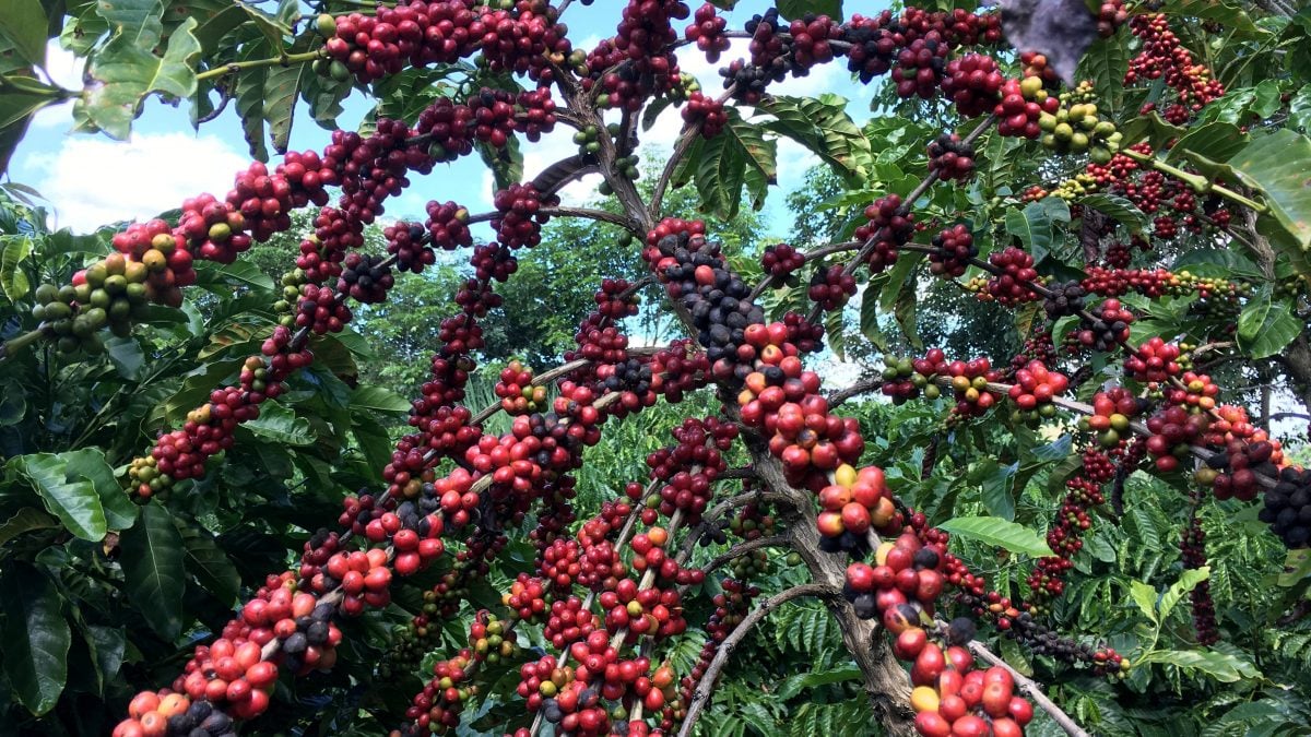 Café: Cooxupé em Alerta! Apenas 10% da Colheita Realizada!