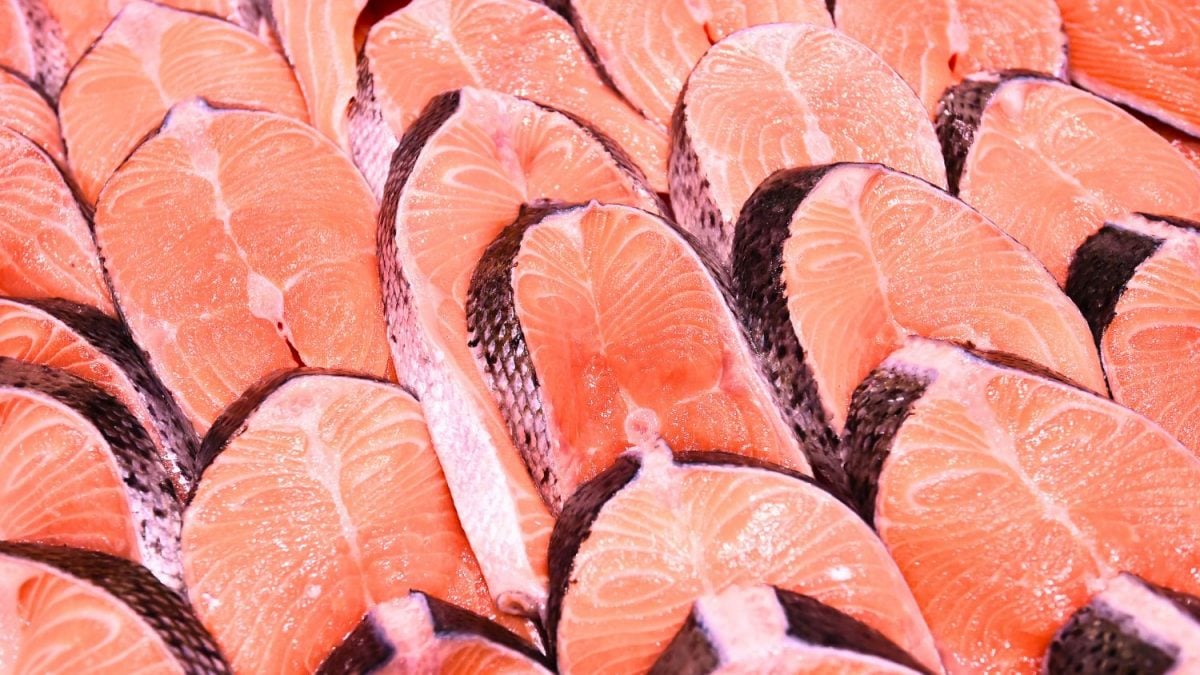 A CRISE DO SALMÃO: Ração Insuficiente põe Indústria à Beira do Colapso!