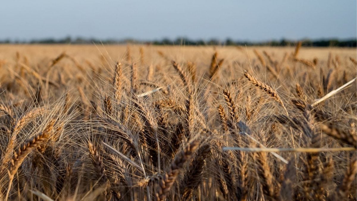 ⚠️ ALERTA: Produção de Trigo na Austrália à Beira do CAOS! Queda de 10% em 2025! 🍞💥