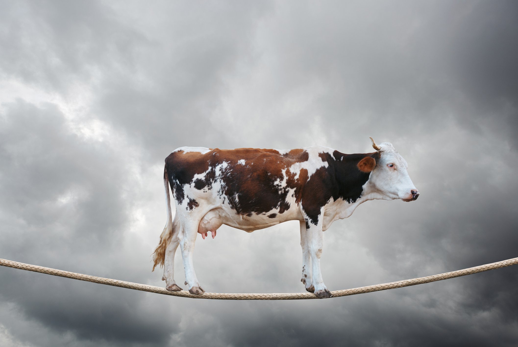 URGENTE: Poderosa FUSÃO entre BRF e Marfrig pode DESENCADear um ESCÂNDALO JUDICIAL!